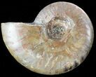 Flashy Red Iridescent Ammonite - Wide #45779-1